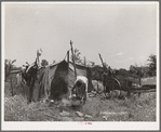 Camp of migrant agricultural day laborers near Vian, Oklahoma. Sequoyah County