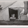 Child looking out of window of tent home near Sallisaw, Oklahoma. Sequoyah County