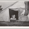 Child looking out of window of tent home near Sallisaw, Oklahoma. Sequoyah County