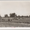 Stringbean picker near Muskogee, Oklahoma