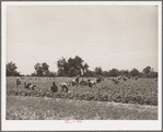 Stringbean picker near Muskogee, Oklahoma