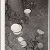 Dishes left by the migrant family at their homestead near Muskogee, Oklahoma