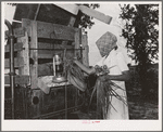Mrs. Thomas placing vegetables from her garden into truck which they will use to transport them to California from Muskogee, Oklahoma