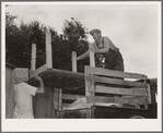 Loading table onto truck. Migrant family leaving from Muskogee enroute to California. Oklahoma