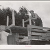 Loading table onto truck. Migrant family leaving from Muskogee enroute to California. Oklahoma