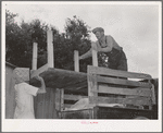 Loading table onto truck. Migrant family leaving from Muskogee enroute to California. Oklahoma