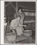 Wife of tenant farmer living near Muskogee picking over tomatoes before peeling for canning. Refer to general caption number 20