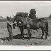 Son of tenant farmer with team of mules near Muskogee, Oklahoma. Refer to general caption number 20