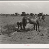 Son of tenant farmer hooking team of mules to spike-tooth harrow. Near Muskogee, Oklahoma. Refer to general caption number 20