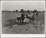 Son of tenant farmer hooking team of mules to spike-tooth harrow. Near Muskogee, Oklahoma. Refer to general caption number 20
