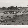 Hog pen and wallow adjacent to city dump. Oklahoma City, Oklahoma. Man who own hogs rents land from city and also the privilege of feeding them from city dump. Near Mays Avenue camp. Oklahoma City, Oklahoma