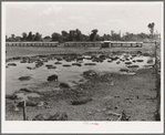 Hog pen and wallow adjacent to city dump. Oklahoma City, Oklahoma. Man who own hogs rents land from city and also the privilege of feeding them from city dump. Near Mays Avenue camp. Oklahoma City, Oklahoma