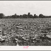 City dump, Oklahoma City, Oklahoma. It was on top of such as this that the Mays Avenue camp was built