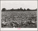 City dump, Oklahoma City, Oklahoma. It was on top of such as this that the Mays Avenue camp was built