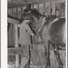 Son of tenant farmer harnessing horse near Muskogee, Oklahoma. See general caption no. 21