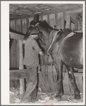 Son of tenant farmer harnessing horse near Muskogee, Oklahoma. See general caption no. 21