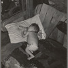 Baby with his bottle in shack home near Mays Avenue camp. Oklahoma City, Oklahoma