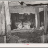 Children looking outside of window of shack home. Community camp, Oklahoma City, Oklahoma