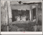 Children looking outside of window of shack home. Community camp, Oklahoma City, Oklahoma