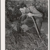 Mr. Schoenfeldt, FSA (Farm Security Administration) client, watering tile garden. Sheridan County, Kansas. This garden has provided him vegetables throughout the summer