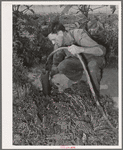 Mr. Schoenfeldt, FSA (Farm Security Administration) client, watering tile garden. Sheridan County, Kansas. This garden has provided him vegetables throughout the summer