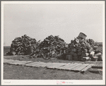 Woodpile on farmstead in Sheridan County, Kansas
