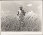 FSA (Farm Security Administration) supervisor, Baca County, Colorado, standing amidst some of the grass which was native to this section before the plow came along