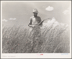 FSA (Farm Security Administration) supervisor, Baca County, Colorado, standing amidst some of the grass which was native to this section before the plow came along