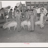 Displaying pigs. 4-H fair, Sublette, Kansas