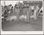 Displaying pigs. 4-H fair, Sublette, Kansas