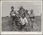 Ernest W. Kirk Jr. with his two sons on their farm near Ordway, Colorado. Fruits of their farm, coming from their labor, which has placed them in a few months from almost hopeless condition to a family with net worth approaching a thousand dollars