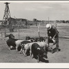 Mr. Bosley of the Bosley reorganization unit feeding his hogs on his farm in Baca County, Colorado
