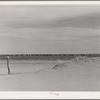 What soil conservation is doing in this section. Drifting sand in the foreground. In the background is to be seen a field of kaffir corn with cows grazing therein. Baca County, Colorado