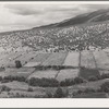 Scene on strip farms along the Rio Hondo near Taos, New Mexico