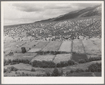 Scene on strip farms along the Rio Hondo near Taos, New Mexico