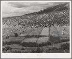Scene on strip farms along the Rio Hondo near Taos, New Mexico