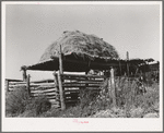 Livestock shelter with hay on roof near Questa, New Mexico