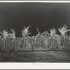 Corn drying on board fence. Spanish-American farm near Taos, New Mexico