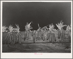 Corn drying on board fence. Spanish-American farm near Taos, New Mexico