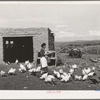 Spanish-American FSA (Farm Security Administration) client feeding her chickens near Taos, New Mexico