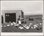 Spanish-American FSA (Farm Security Administration) client feeding her chickens near Taos, New Mexico