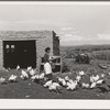 Spanish-American FSA (Farm Security Administration) client feeding her chickens near Taos, New Mexico