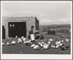 Spanish-American FSA (Farm Security Administration) client feeding her chickens near Taos, New Mexico