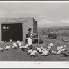 Spanish-American FSA (Farm Security Administration) client feeding her chickens near Taos, New Mexico