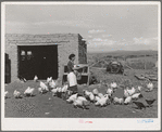 Spanish-American FSA (Farm Security Administration) client feeding her chickens near Taos, New Mexico