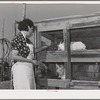 Spanish-American FSA (Farm Security Administration) client feeding her rabbits near Taos, New Mexico