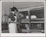 Spanish-American FSA (Farm Security Administration) client feeding her rabbits near Taos, New Mexico