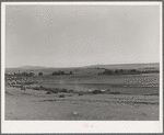 Orchard in Mora River Valley near Mora, New Mexico