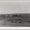 Orchard. Mora River Valley near Mora, New Mexico