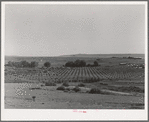 Orchard. Mora River Valley near Mora, New Mexico